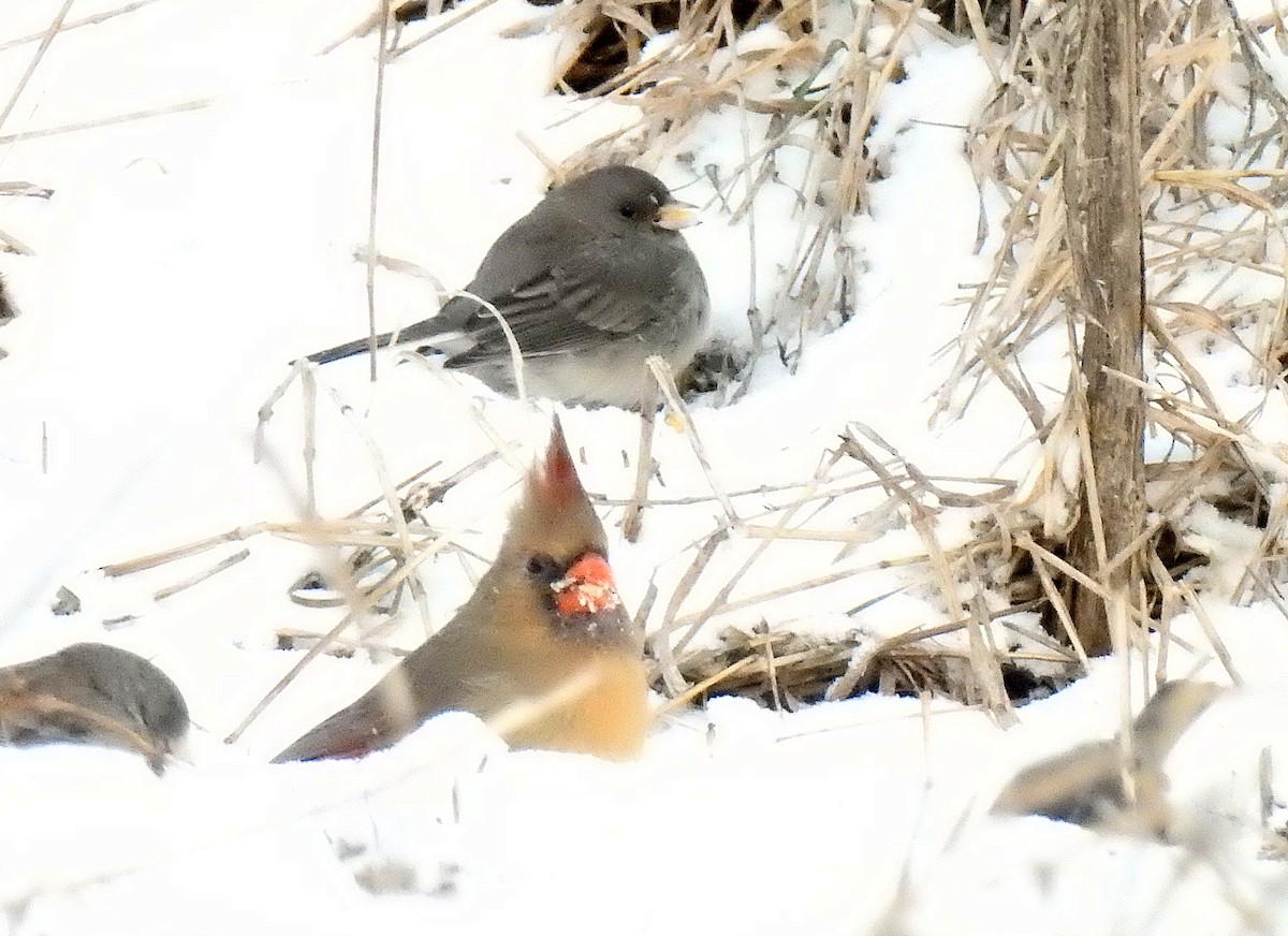 Northern Cardinal - ML646270557