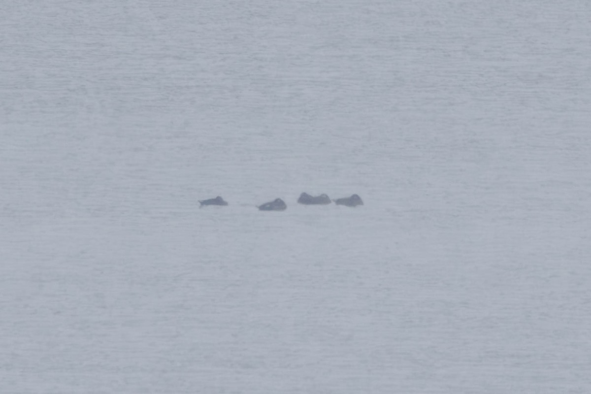 White-winged Scoter - ML646270558