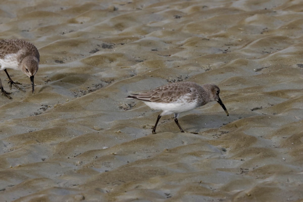 Dunlin - ML646270561