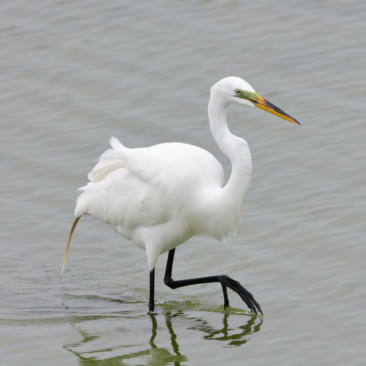 Koartza zuria - ML646270570