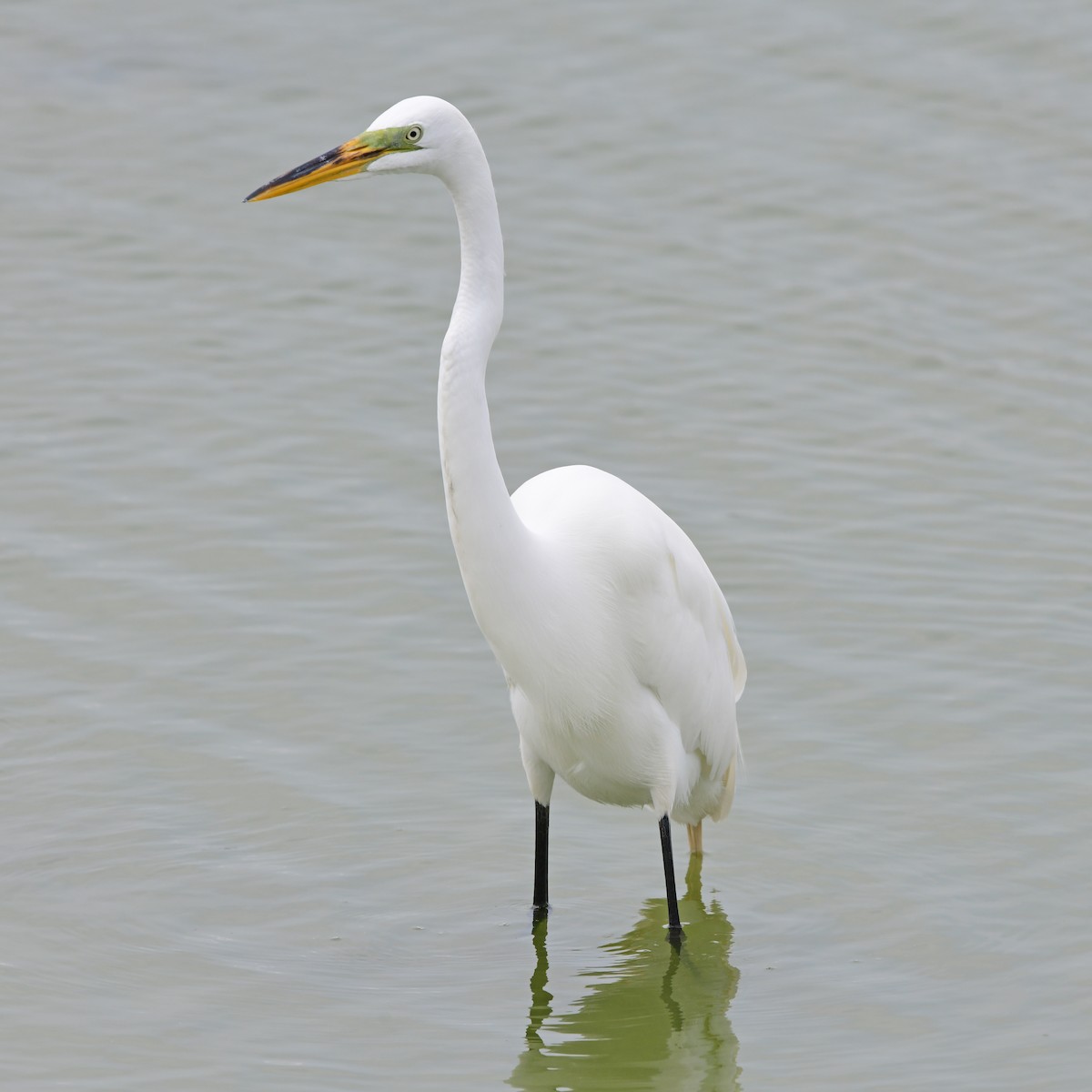 Koartza zuria - ML646270571