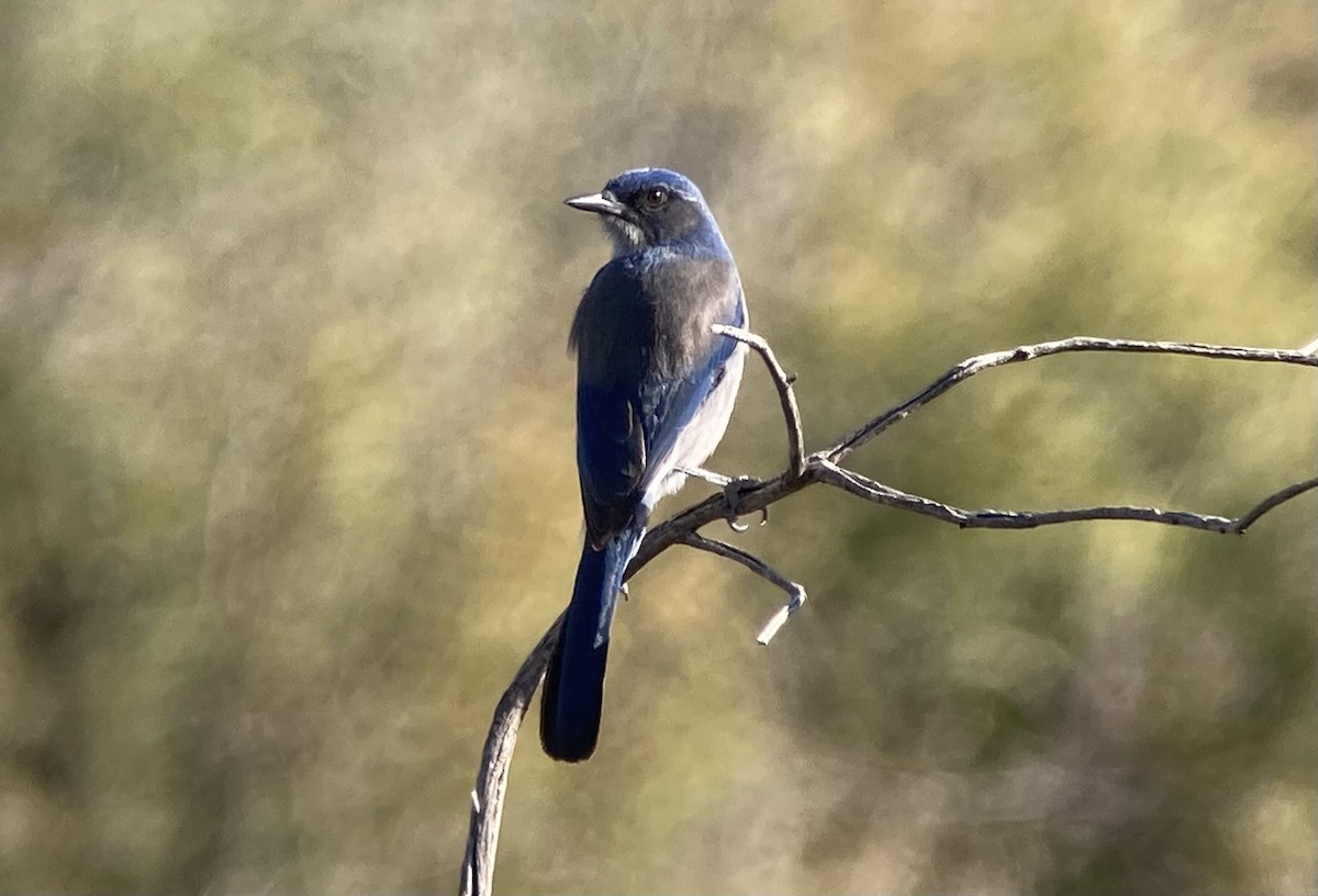 Woodhouse's Scrub-Jay - ML646270572