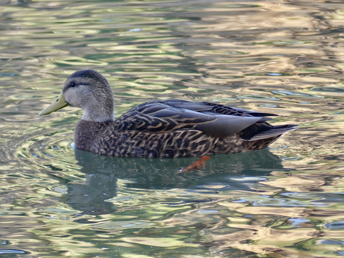 Mexican Duck - ML646270573
