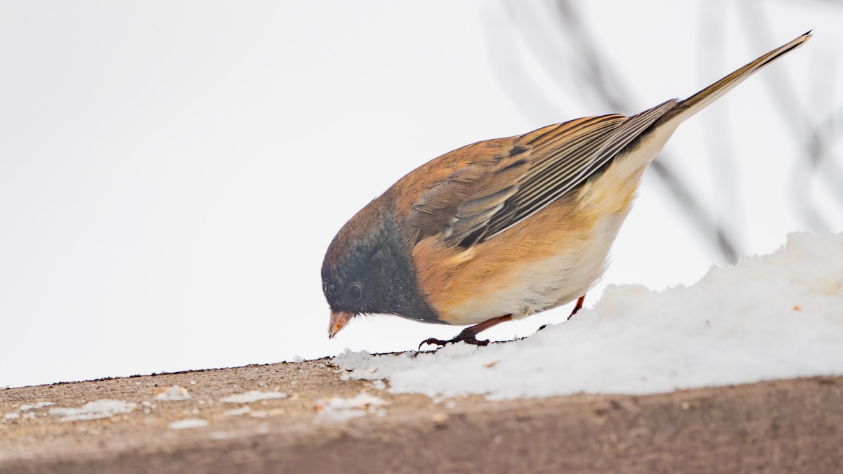 Dark-eyed Junco (Oregon) - ML646270574