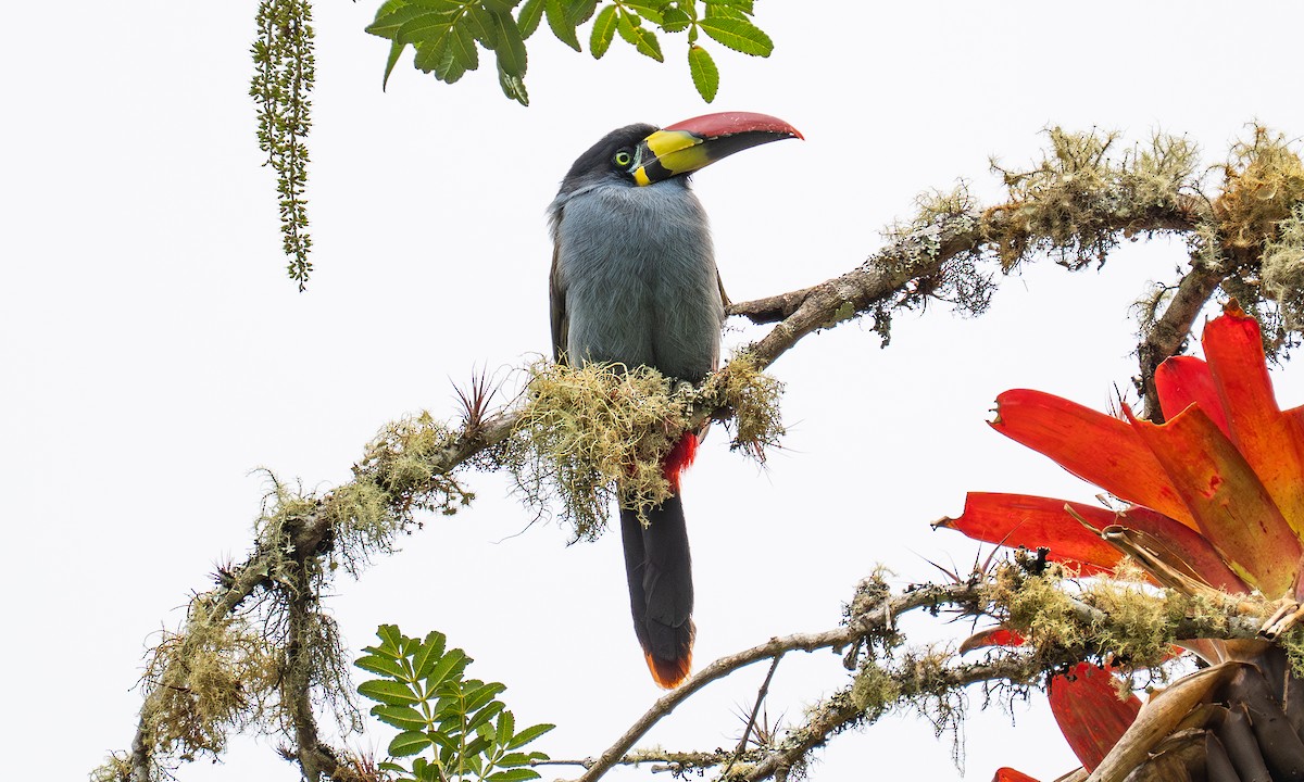 Tucán Pechigrís - ML646270578