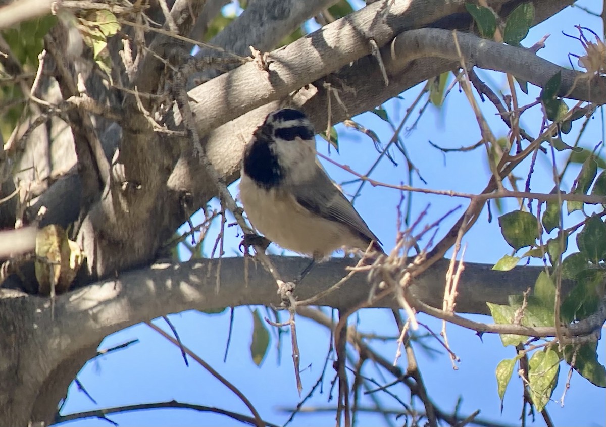 Mountain Chickadee - ML646270583
