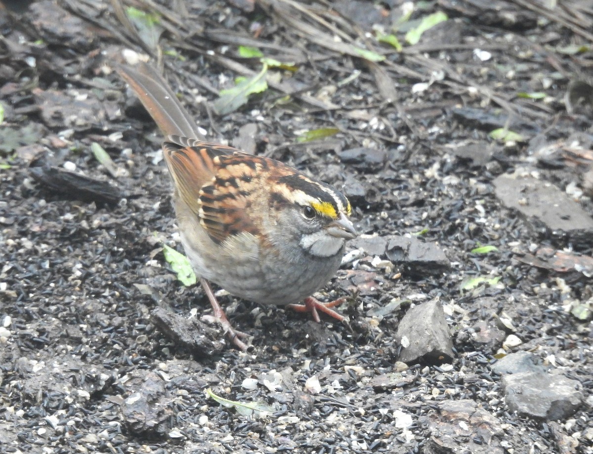 White-throated Sparrow - ML646270585