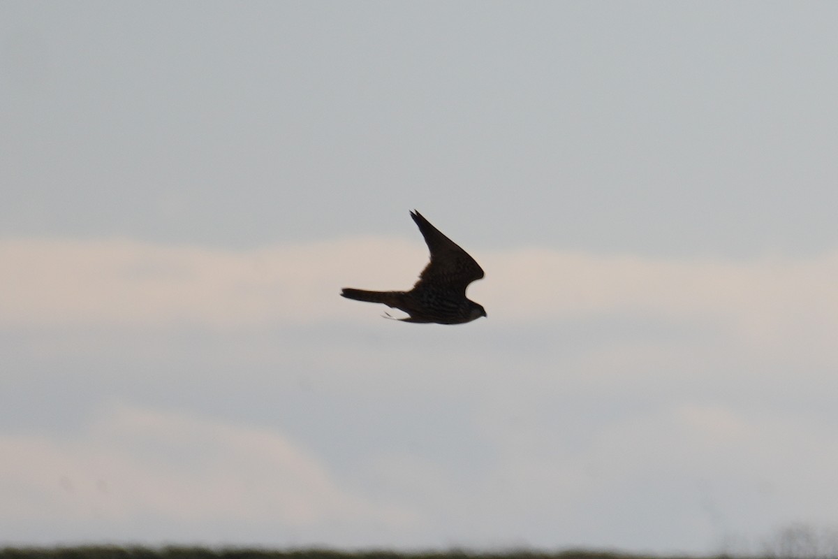 遊隼(peregrinus群) - ML646270586