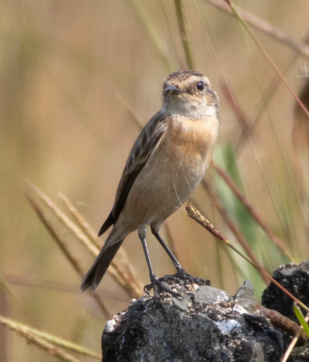 Siberian Stonechat - ML646270588