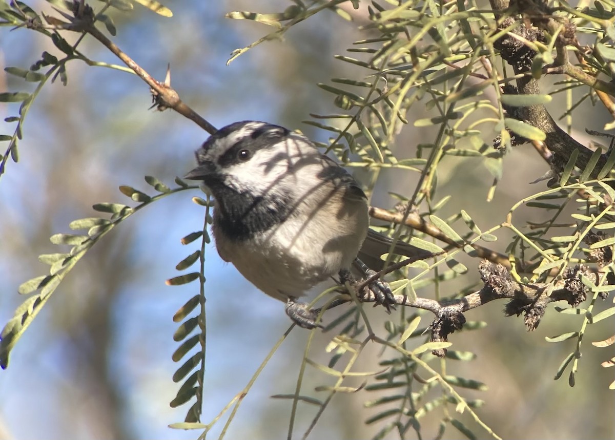 Mountain Chickadee - ML646270589