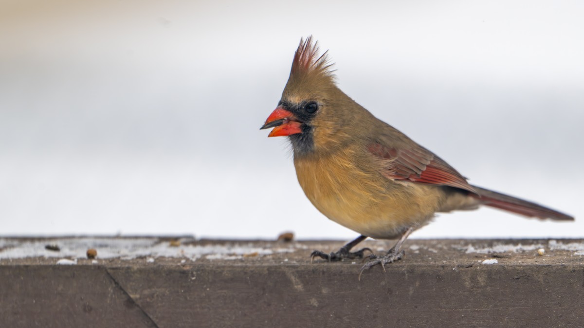 Northern Cardinal - ML646270593