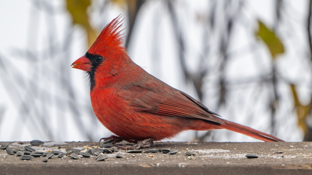 Northern Cardinal - ML646270594