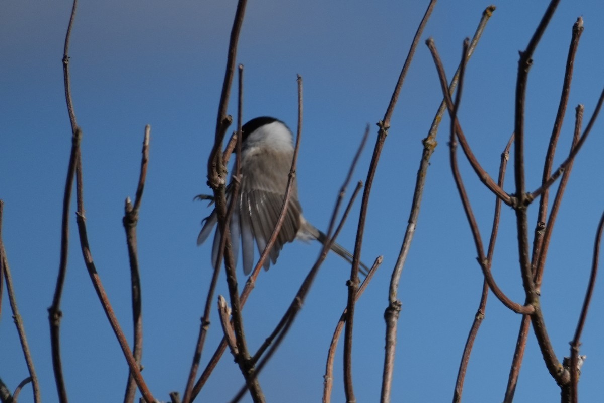 Marsh Tit - ML646270596
