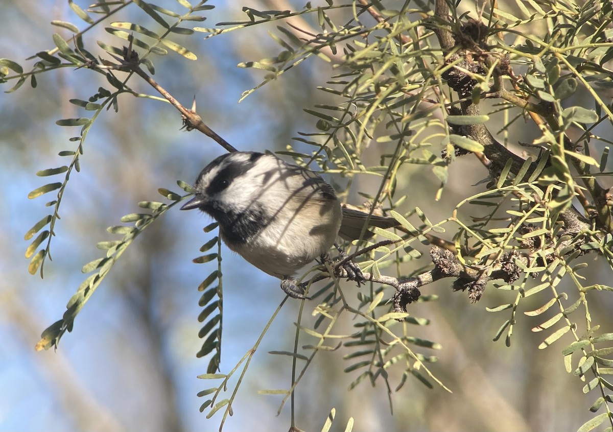 Mountain Chickadee - ML646270598