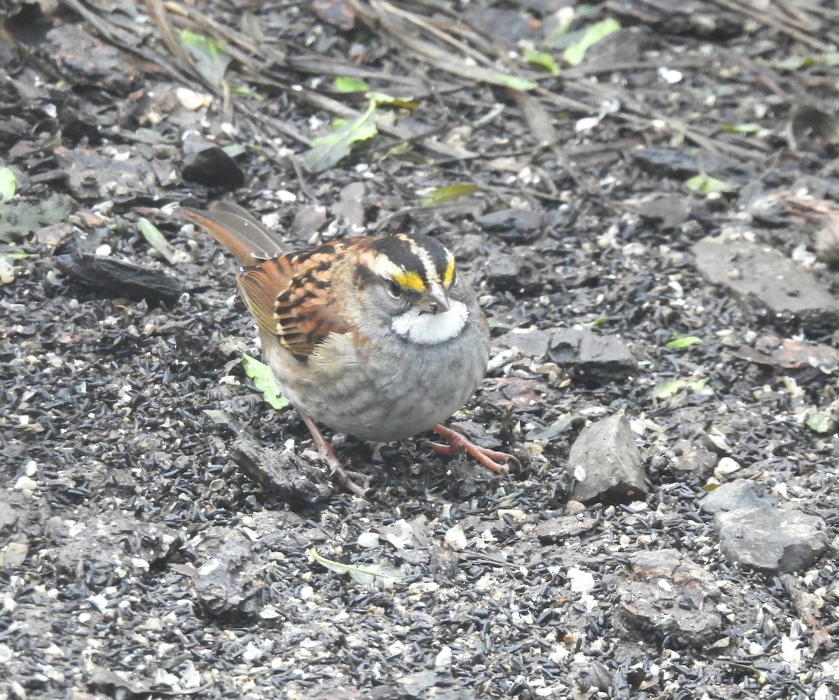 White-throated Sparrow - ML646270601
