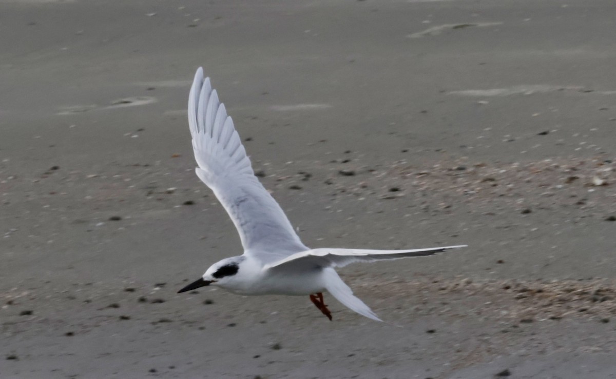 Forster's Tern - ML646270603
