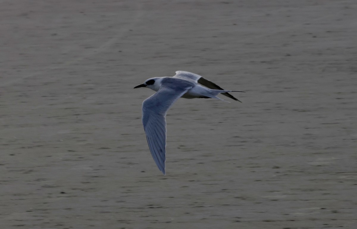 Forster's Tern - ML646270604