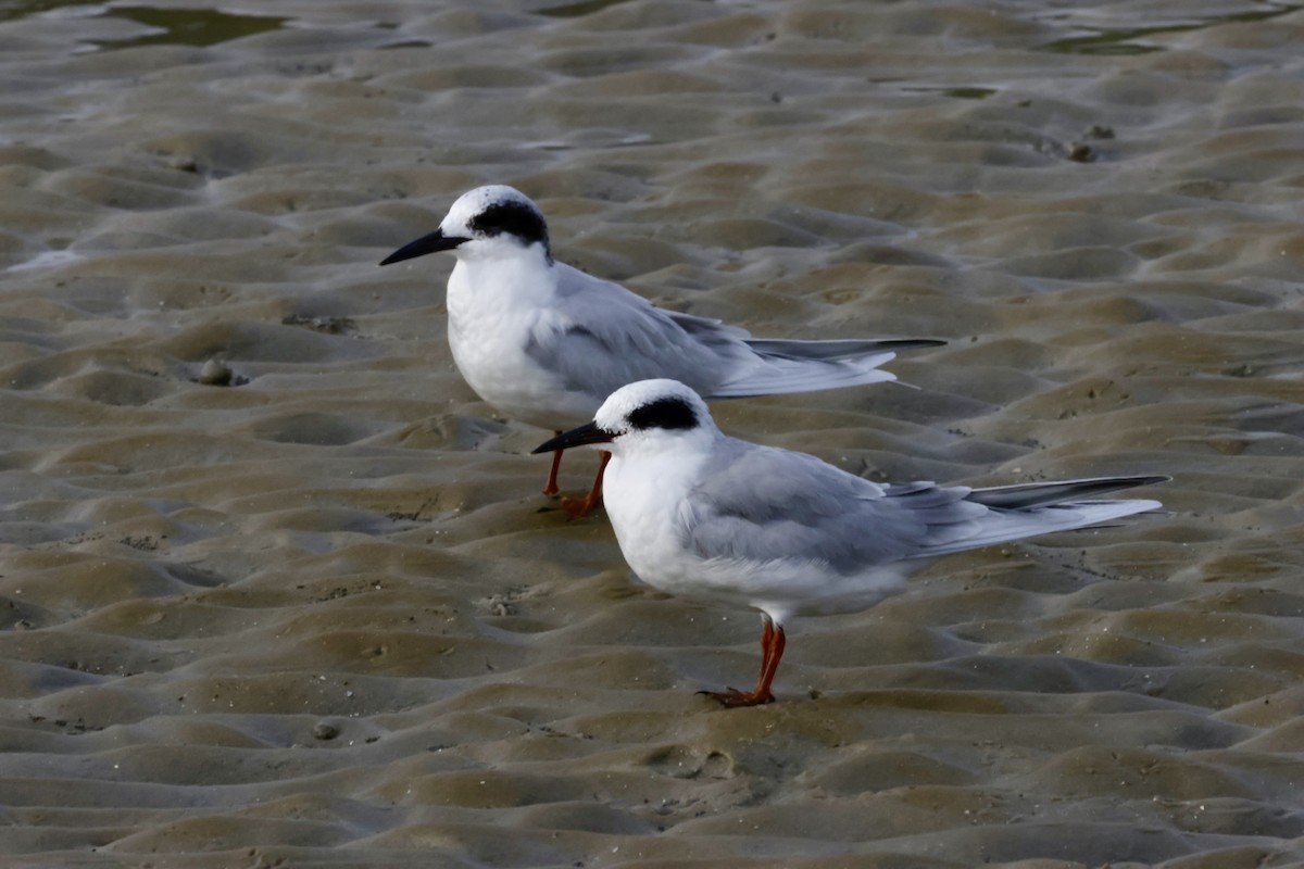 Forster's Tern - ML646270605