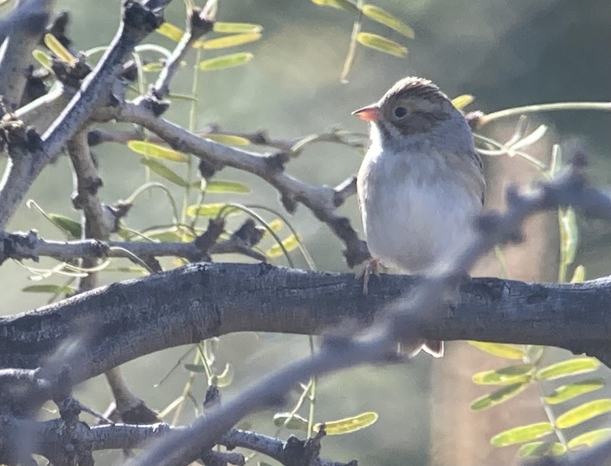 Clay-colored Sparrow - ML646270611