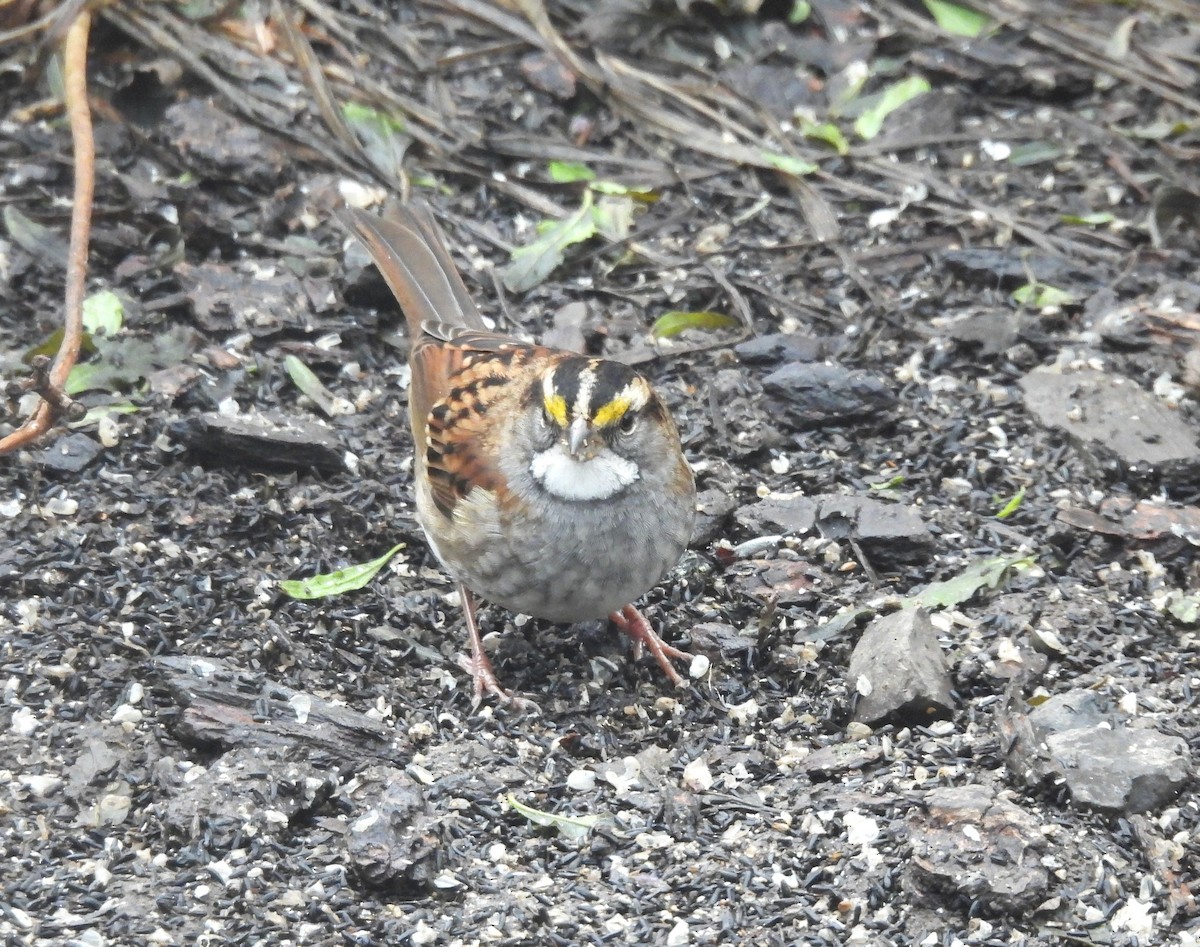 White-throated Sparrow - ML646270615