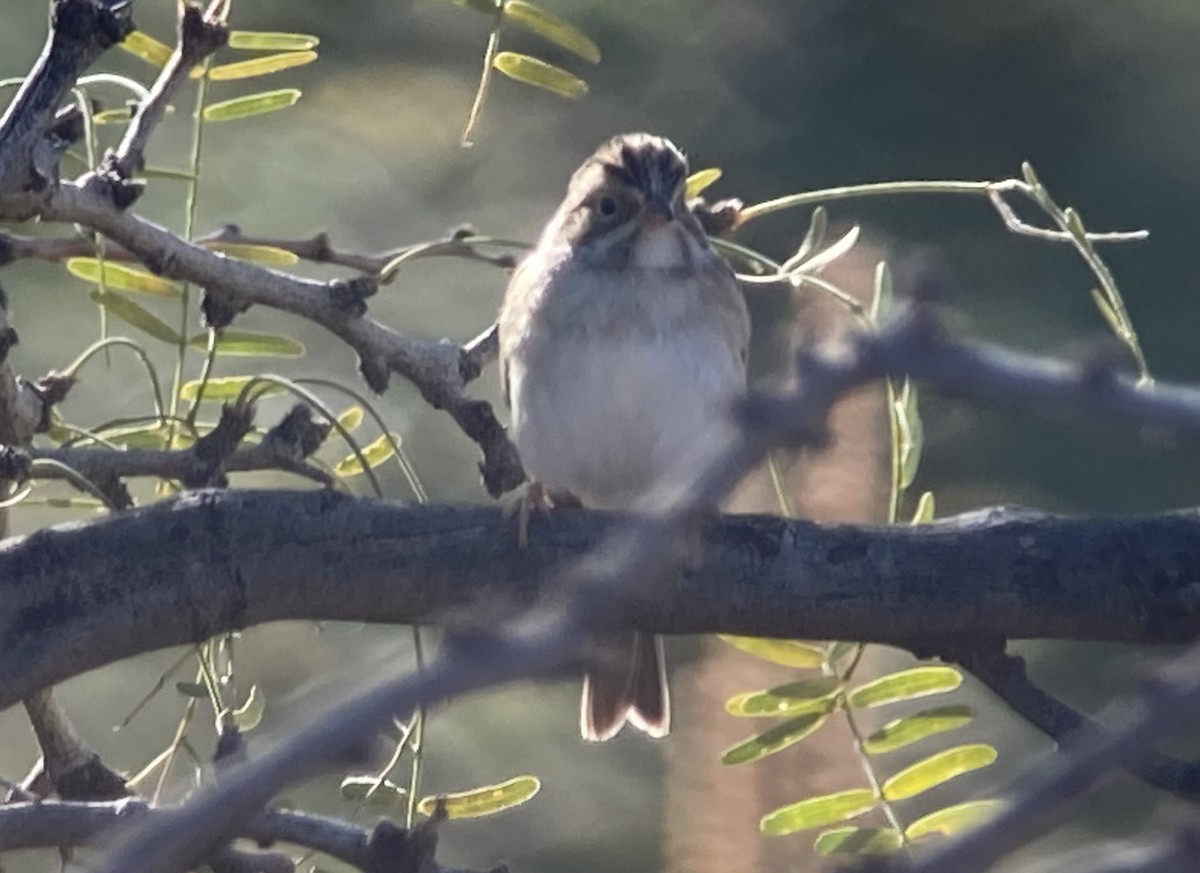 Clay-colored Sparrow - ML646270616