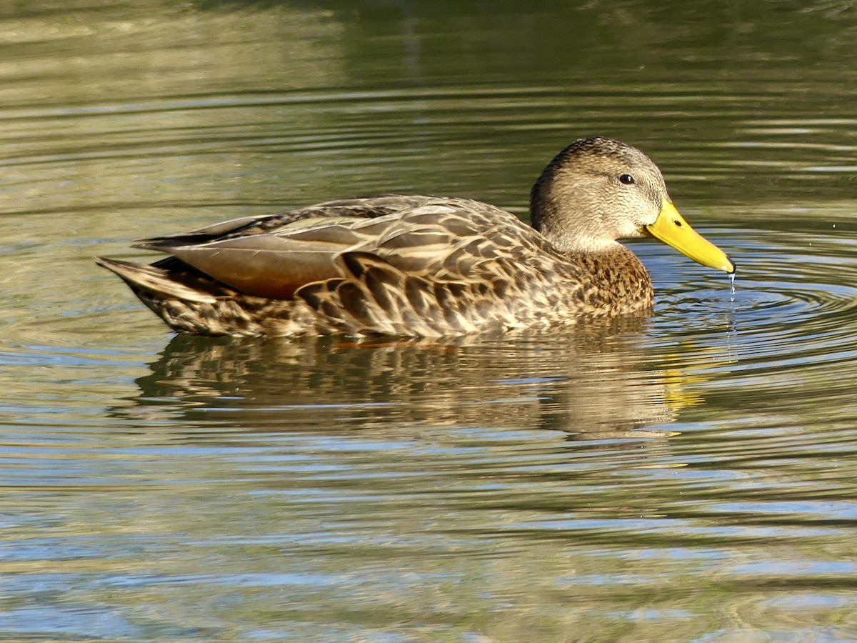 Mexican Duck - ML646270617