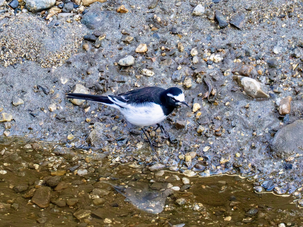 日本鶺鴒 - ML646270619