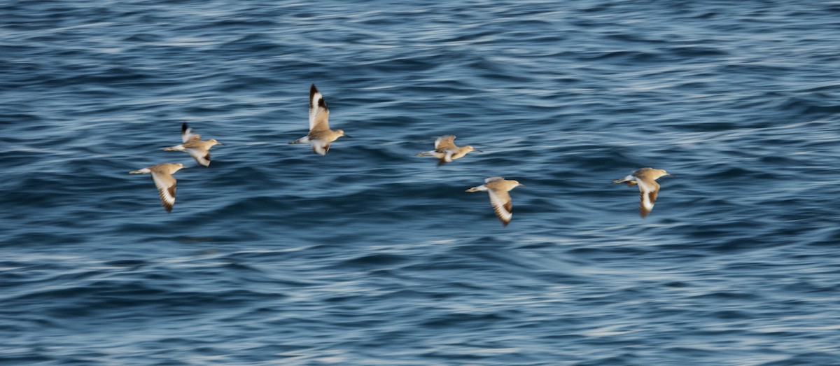 בבואן קרום-אצבעות - ML646270630