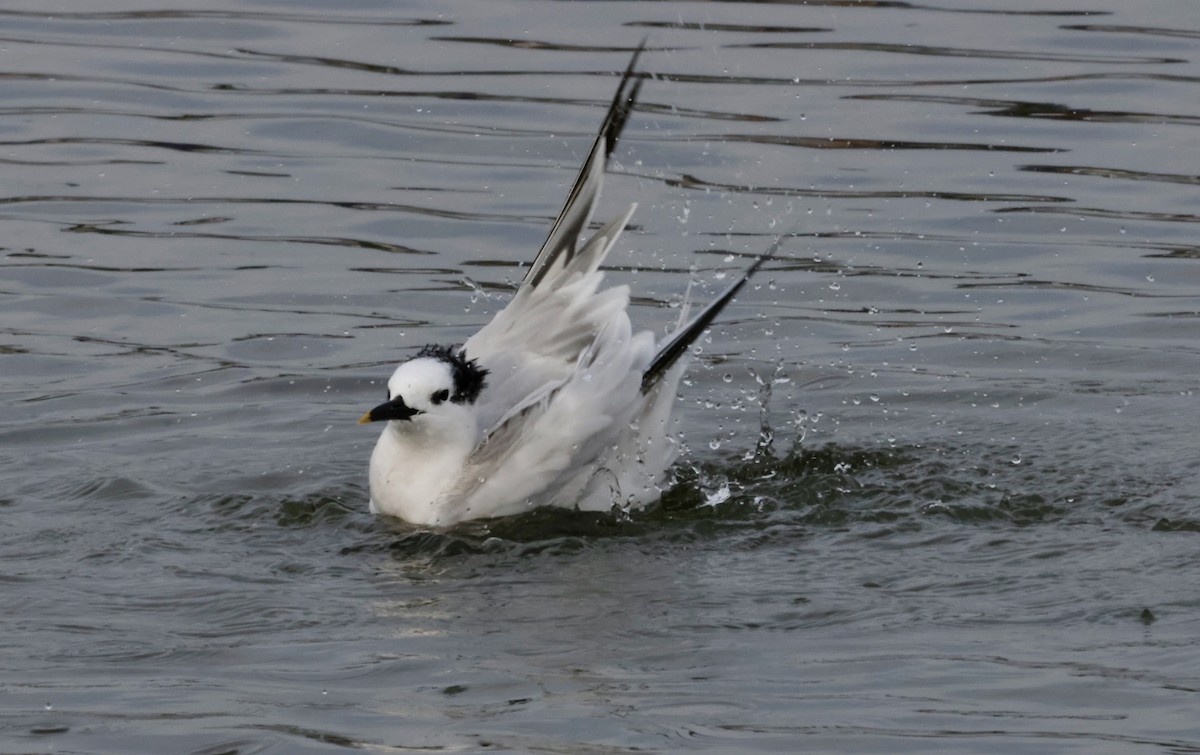 Brandseeschwalbe - ML646270631