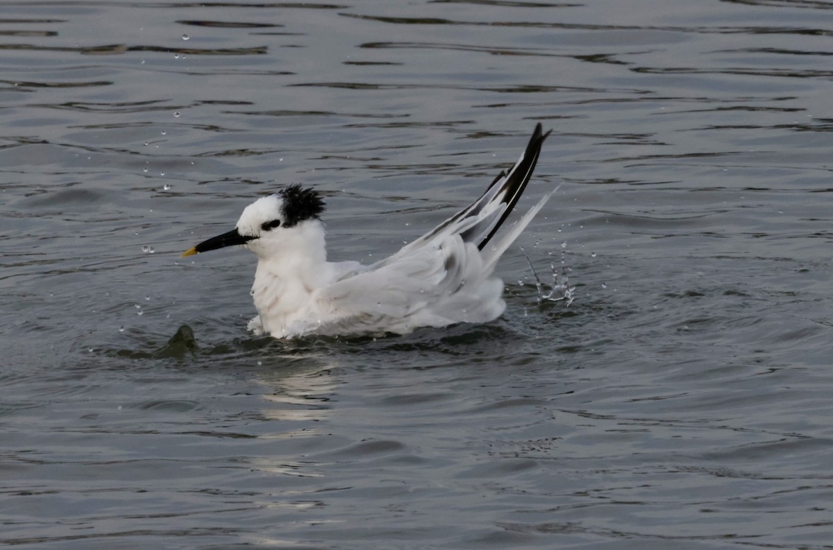 Brandseeschwalbe - ML646270632