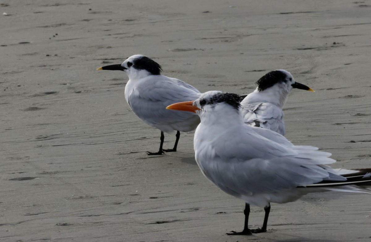 Brandseeschwalbe - ML646270633