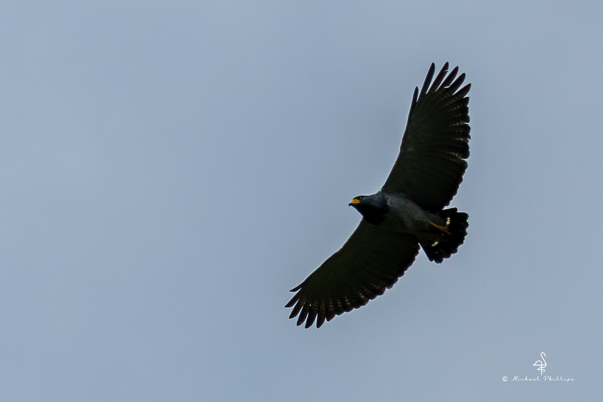 Barred Hawk - ML646270634