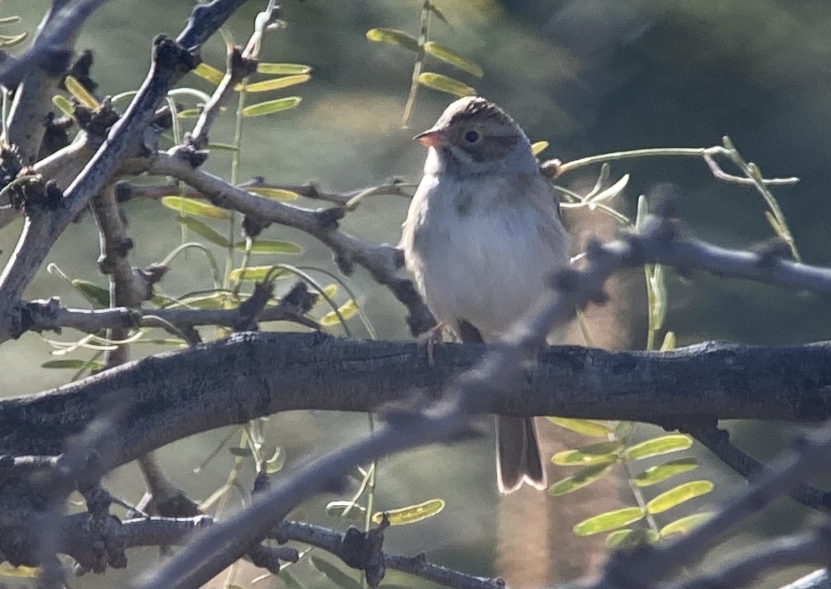 Clay-colored Sparrow - ML646270635