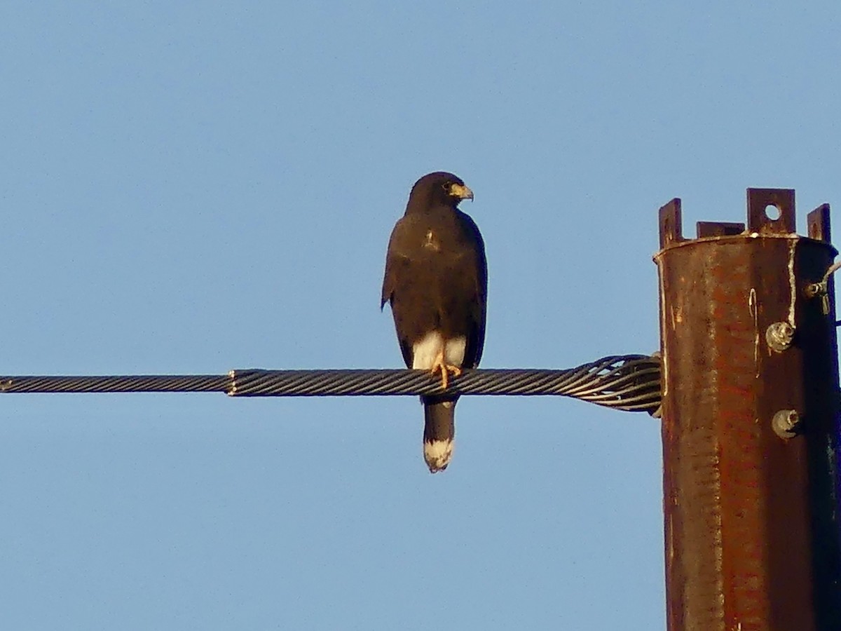 Harris's Hawk - ML646270636