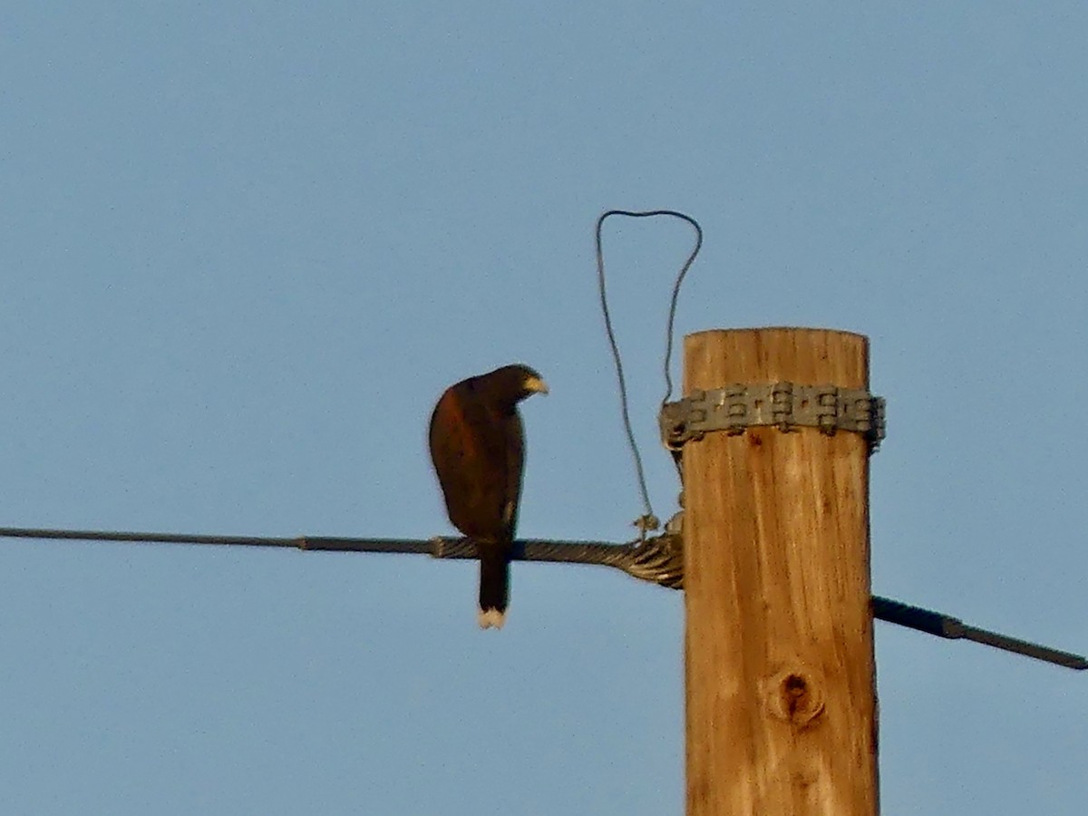 Harris's Hawk - ML646270637