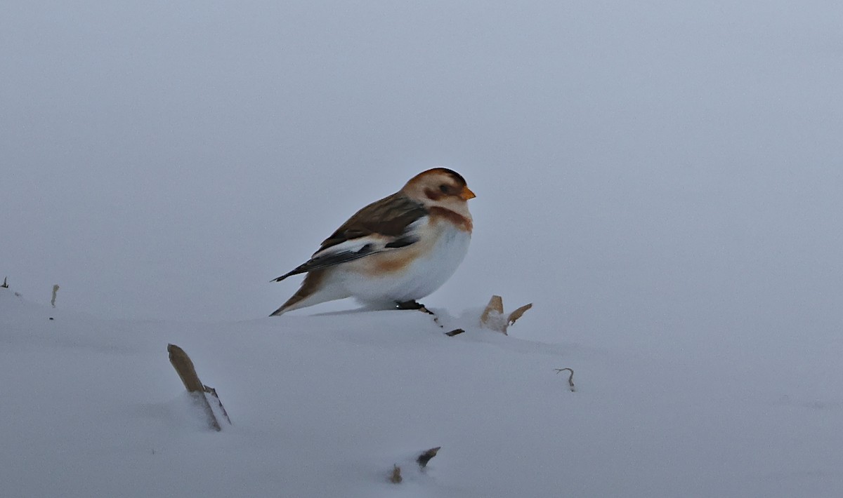 Snow Bunting - ML646270640
