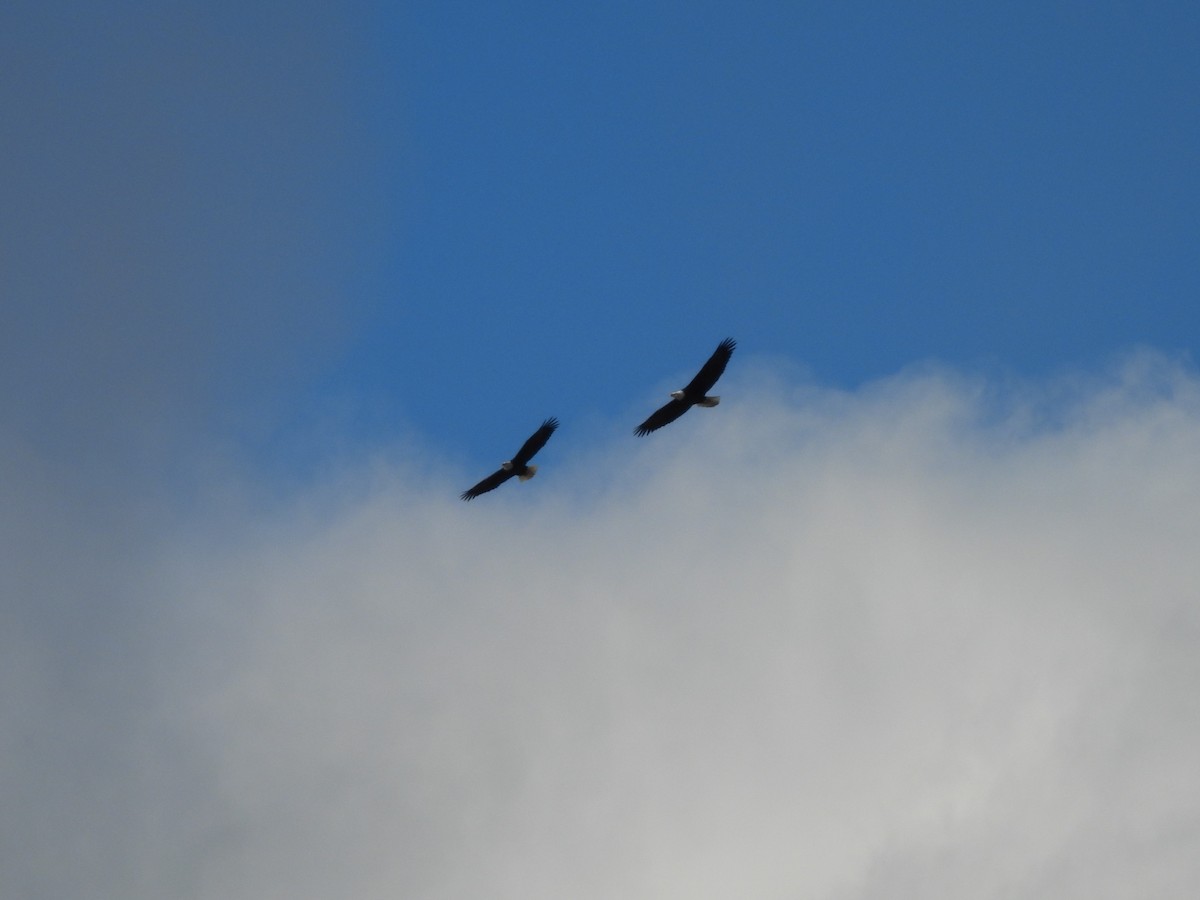 Bald Eagle - ML646270641