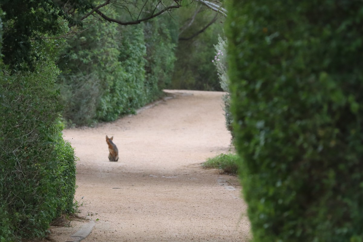 Gray Fox - ML646270644