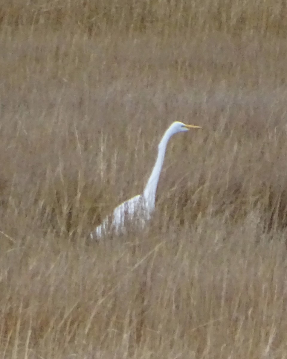 Koartza zuria - ML646270646