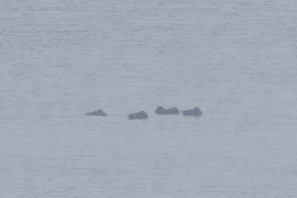 White-winged Scoter - ML646270647