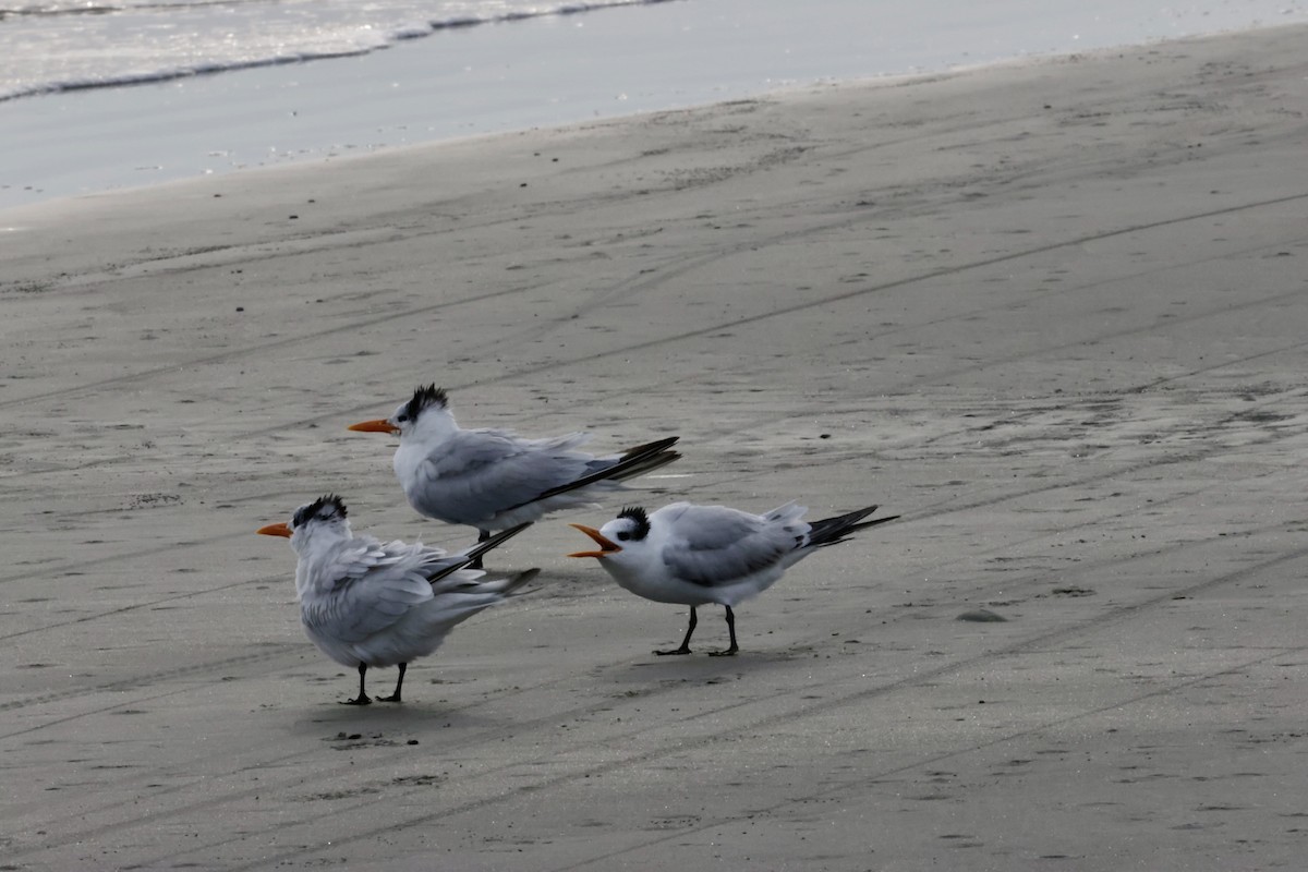 Royal Tern - ML646270649