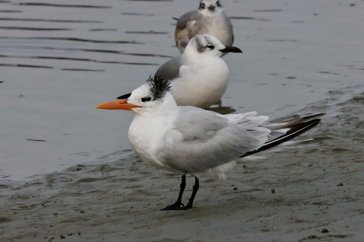 Royal Tern - ML646270650