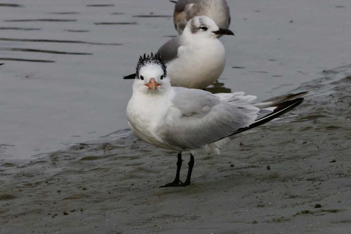 Royal Tern - ML646270651