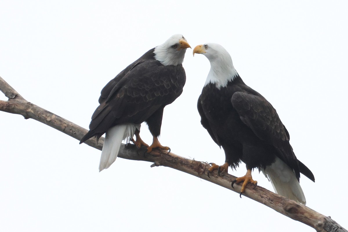 Bald Eagle - ML646270656