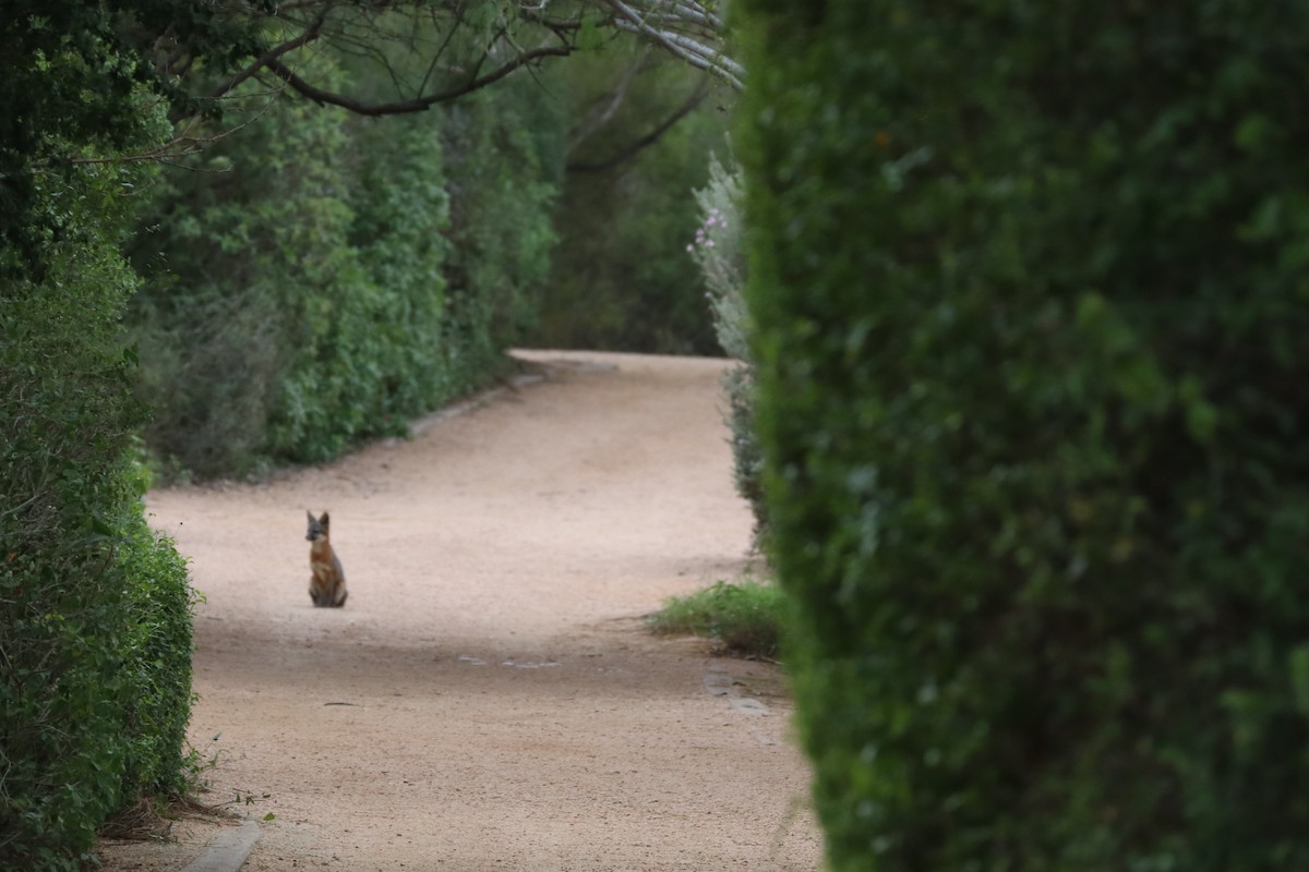 Animals - ML646270658