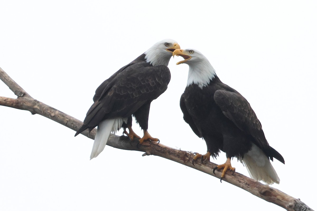 Bald Eagle - ML646270660