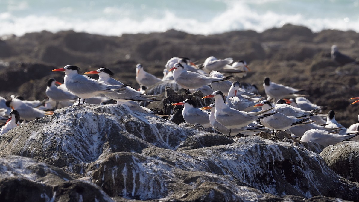 Elegant Tern - ML646270665