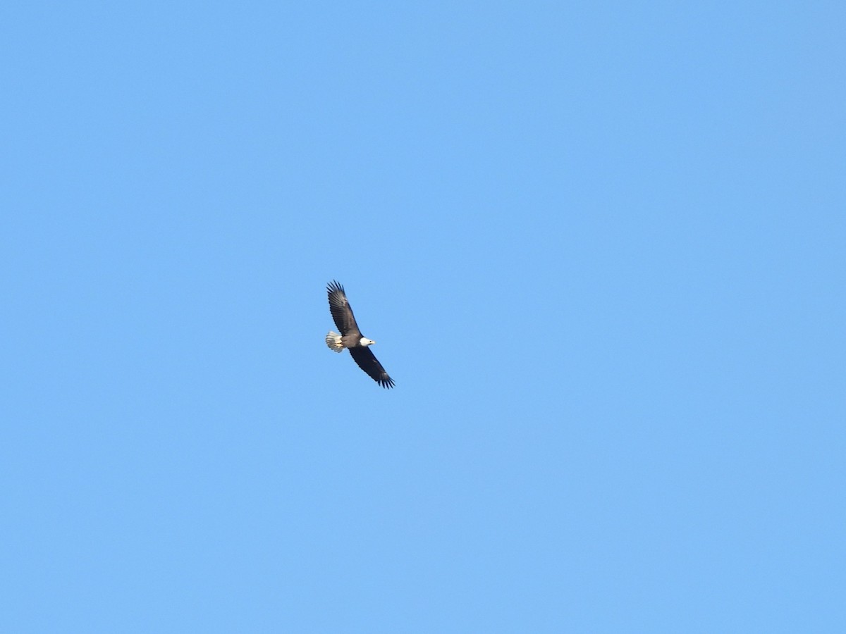 Bald Eagle - ML646270667