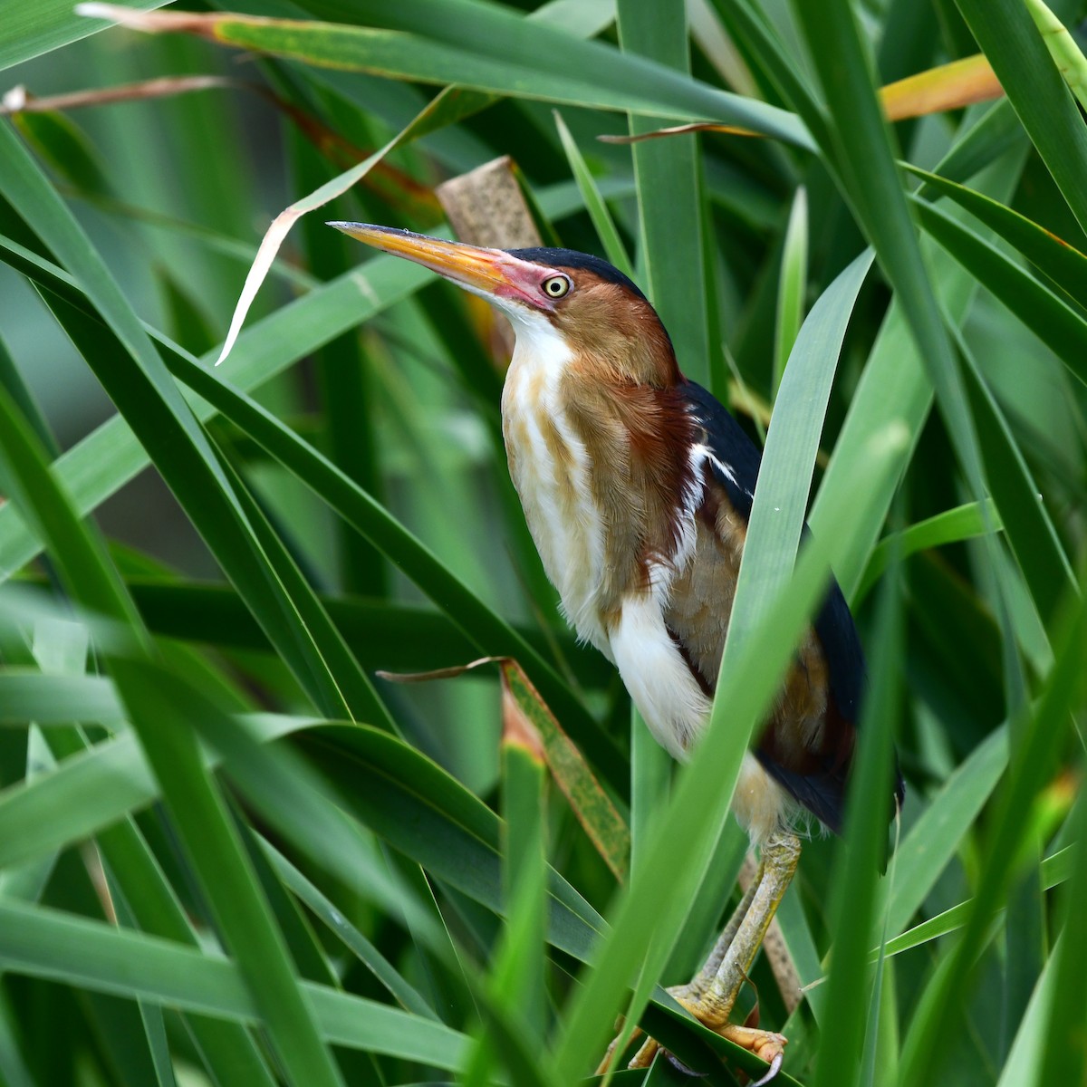 Least Bittern - ML646270669