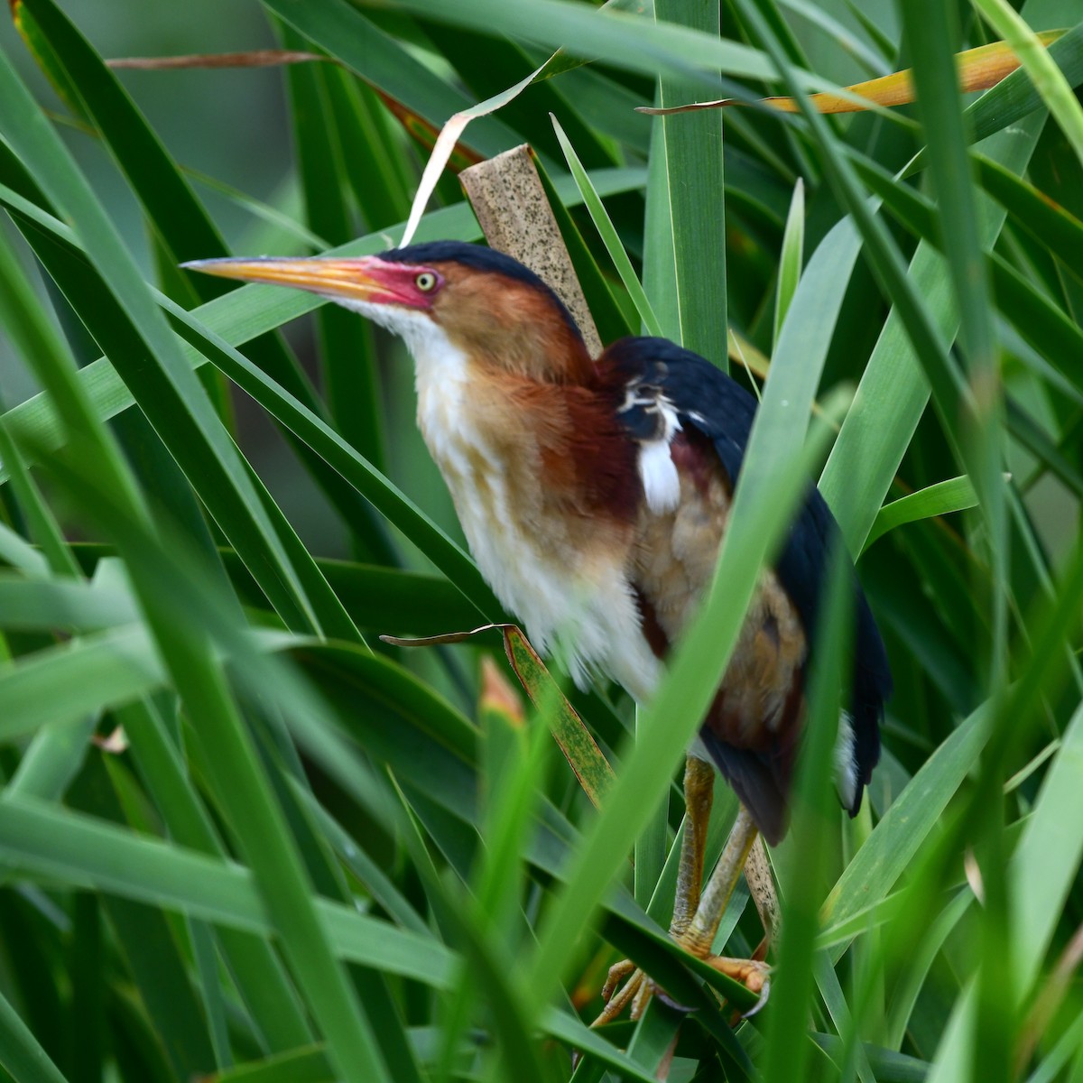 Least Bittern - ML646270670
